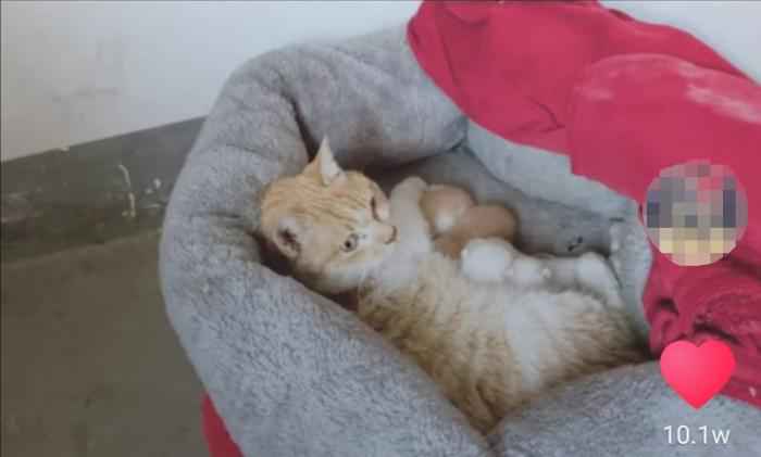 视频截图 武汉百步亭这家“月子中心”火了 网友:太暖心!